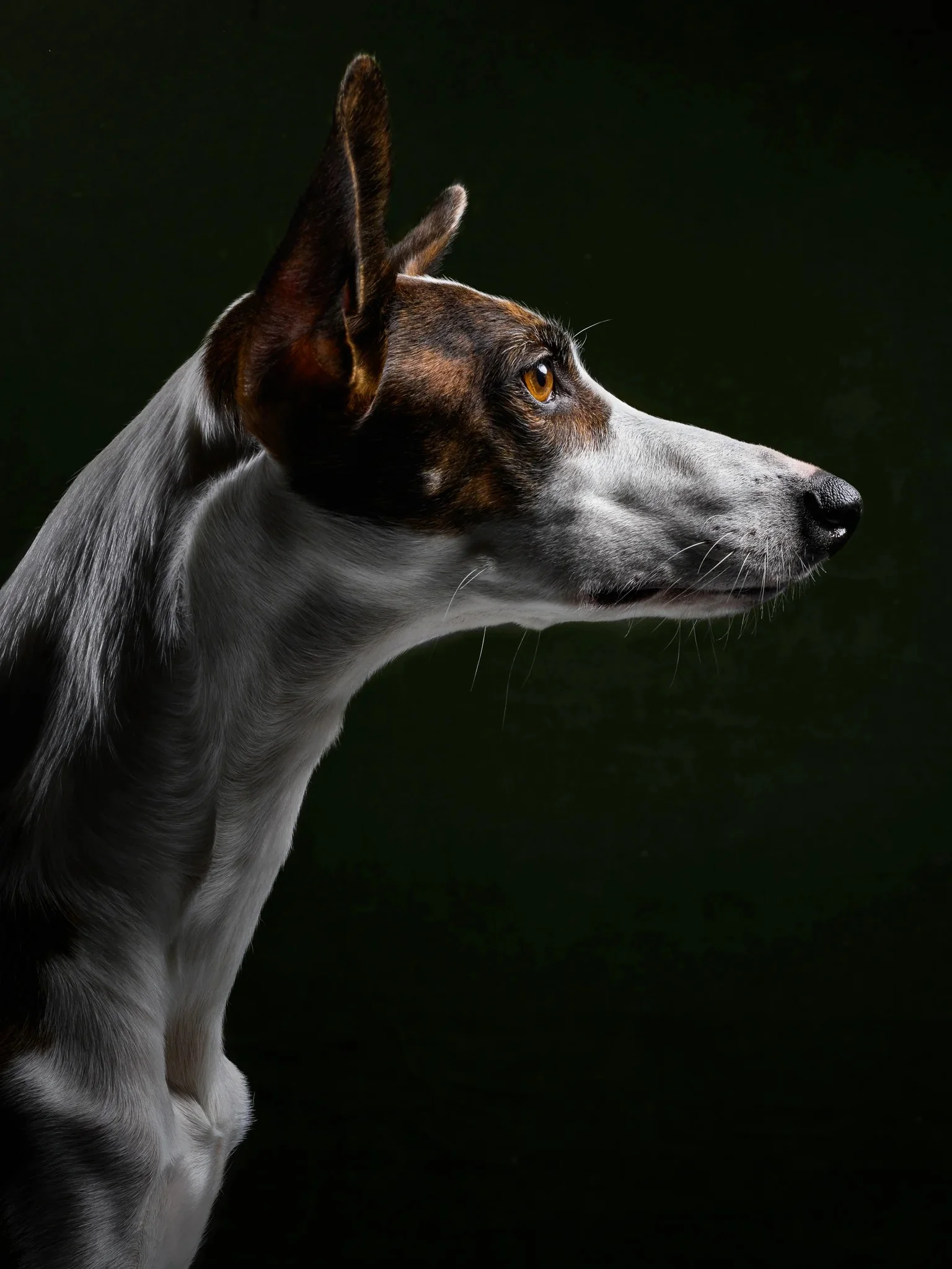 Elegant white and brown sighthound profile.